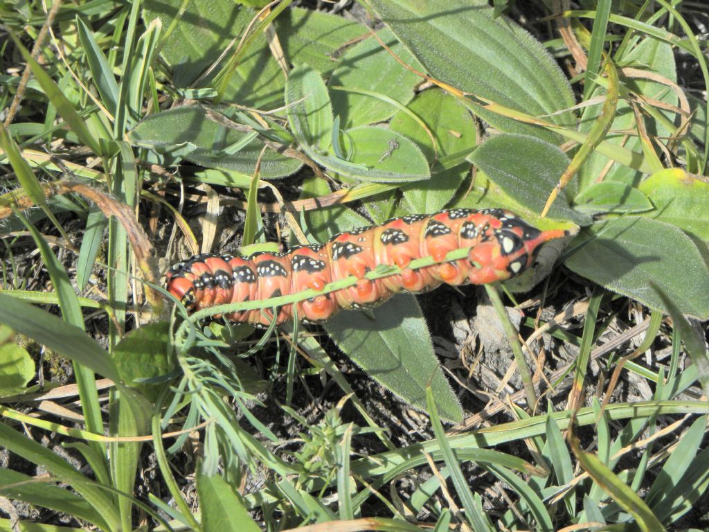 Determinazione bruco: Hyles euphorbiae - Sphingidae